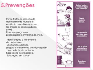 Por se tratar de doença de
acometimento mundial e
endêmica em diversos locais.
Os órgãos de saúde pública
(OMS ).
Possuem programas
próprios para controlar a doença.
Identificação e tratamento
de portadores.
Saneamento básico
(esgoto e tratamento das águas)além
de combate do molusco
hospedeiro intermediário.
Educação em saúde.
5.Prevenções
 