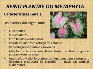 AS PLANTAS,JUNTAMENTE COM OUTROS SERES FOTOSSINTEZANTES,SÃO
PRODUTORAS DE MATERIA ORGANICA QUE NUTRE A MAIORIA DOS SERES
VIVOS DA TERRA ATUANDO NA BASE DAS GADEIAS ALIMENTARES.
 