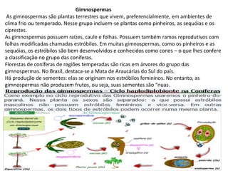 Gimnospermas
As gimnospermas são plantas terrestres que vivem, preferencialmente, em ambientes de
clima frio ou temperado. Nesse grupo incluem-se plantas como pinheiros, as sequóias e os
ciprestes.
As gimnospermas possuem raízes, caule e folhas. Possuem também ramos reprodutivos com
folhas modificadas chamadas estróbilos. Em muitas gimnospermas, como os pinheiros e as
sequóias, os estróbilos são bem desenvolvidos e conhecidos como cones – o que lhes confere
a classificação no grupo das coníferas.
Florestas de coníferas de regiões temperadas são ricas em árvores do grupo das
gimnospermas. No Brasil, destaca-se a Mata de Araucárias do Sul do país.
Há produção de sementes: elas se originam nos estróbilos femininos. No entanto, as
gimnospermas não produzem frutos, ou seja, suas sementes são “nuas.
 