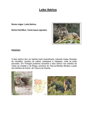 Lobo Ibérico
Nome vulgar: Lobo Ibérico.
Nome Científico: Canis lupus signatus
Habitat:
O lobo ibérico tem um habitat muito diversificado, incluindo matas, florestas
de carvalhos, campos de cultura, pastagens e matagais, onde se pode
esconder. Em Portugal podemos encontrar o lobo ibérico nos distritos de
Viana do Castelo e de Braga, província de Trás-os-Montes Montes e parte
dos distritos de Aveiro, de Viseu e da Guarda.
 