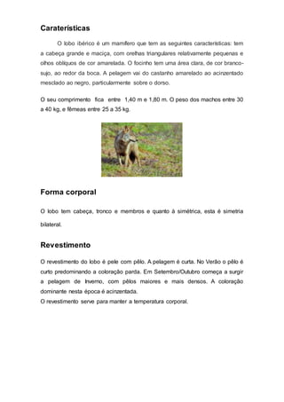 Caraterísticas
O lobo ibérico é um mamífero que tem as seguintes características: tem
a cabeça grande e maciça, com orelhas triangulares relativamente pequenas e
olhos oblíquos de cor amarelada. O focinho tem uma área clara, de cor branco-
sujo, ao redor da boca. A pelagem vai do castanho amarelado ao acinzentado
mesclado ao negro, particularmente sobre o dorso.
O seu comprimento fica entre 1,40 m e 1,80 m. O peso dos machos entre 30
a 40 kg, e fêmeas entre 25 a 35 kg.
Forma corporal
O lobo tem cabeça, tronco e membros e quanto à simétrica, esta é simetria
bilateral.
Revestimento
O revestimento do lobo é pele com pêlo. A pelagem é curta. No Verão o pêlo é
curto predominando a coloração parda. Em Setembro/Outubro começa a surgir
a pelagem de Inverno, com pêlos maiores e mais densos. A coloração
dominante nesta época é acinzentada.
O revestimento serve para manter a temperatura corporal.
 