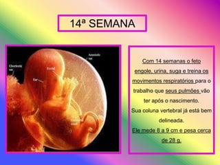 Trabalho Lurdes E FáTima