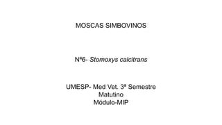 MOSCAS SIMBOVINOS
Nª6- Stomoxys calcitrans
UMESP- Med Vet. 3ª Semestre
Matutino
Módulo-MIP
 