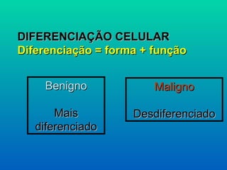 DIFERENCIAÇÃO CELULAR Diferenciação = forma + função Benigno Mais diferenciado Maligno Desdiferenciado 