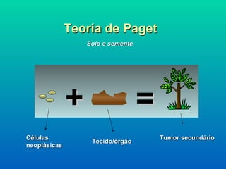 Teoria de Paget Solo e semente Células neoplásicas Tecido/órgão Tumor secundário + = 