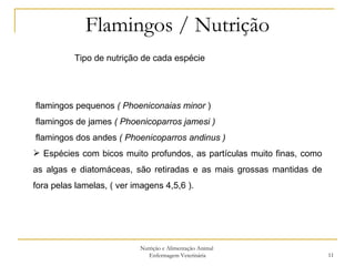 Flamingos / Nutrição Nutrição e Alimentação Animal  Enfermagem Veterinária Tipo de nutrição de cada espécie flamingos pequenos  ( Phoeniconaias minor  )  flamingos de james  ( Phoenicoparros jamesi )  flamingos dos andes  ( Phoenicoparros andinus )  Espécies com bicos muito profundos, as partículas muito finas, como as algas e diatomáceas, são retiradas e as mais grossas mantidas de fora pelas lamelas, ( ver imagens 4,5,6 ).  