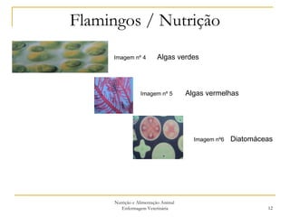 Flamingos / Nutrição Nutrição e Alimentação Animal  Enfermagem Veterinária Imagem nº 4  Algas verdes Imagem nº 5  Algas vermelhas Imagem nº6  Diatomáceas 