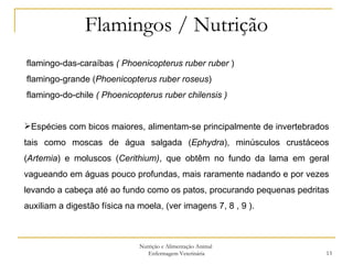 Flamingos / Nutrição Nutrição e Alimentação Animal  Enfermagem Veterinária flamingo-das-caraíbas  ( Phoenicopterus ruber ruber  ) flamingo-grande ( Phoenicopterus ruber roseus ) flamingo-do-chile  ( Phoenicopterus ruber chilensis ) Espécies com bicos maiores, alimentam-se principalmente de invertebrados tais como moscas de água salgada ( Ephydra ), minúsculos crustáceos ( Artemia ) e moluscos ( Cerithium) , que obtêm no fundo da lama em geral vagueando em águas pouco profundas, mais raramente nadando e por vezes levando a cabeça até ao fundo como os patos, procurando pequenas pedritas auxiliam a digestão física na moela, (ver imagens 7, 8 , 9   ). 