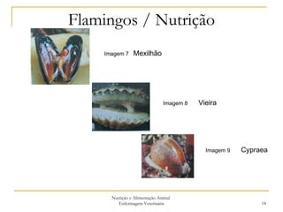 Flamingos / Nutrição Nutrição e Alimentação Animal  Enfermagem Veterinária Imagem 7  Mexilhão Imagem 8  Vieira Imagem 9  Cypraea  