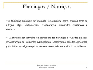 Flamingos / Nutrição Nutrição e Alimentação Animal  Enfermagem Veterinária Os flamingos que vivem em liberdade  têm em geral, como  principal fonte de nutrição, algas, diatomáceas, invertebrados, minúsculos crustáceos e moluscos. A brilhante cor vermelha da plumagem dos flamingos deriva das grandes concentrações de pigmentos carotenóides (semelhantes aos das cenouras), que existem nas algas e que as aves consomem de modo directo ou indirecto . 