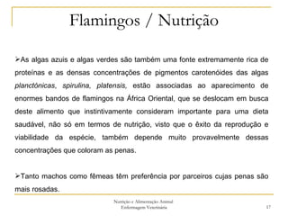 Flamingos / Nutrição Nutrição e Alimentação Animal  Enfermagem Veterinária As algas azuis e algas verdes são também uma fonte extremamente rica de proteínas e as densas concentrações de pigmentos carotenóides das algas  planctónicas ,  spirulina, platensis,  estão associadas ao aparecimento de enormes bandos de flamingos na África Oriental, que se deslocam em busca deste alimento que instintivamente consideram importante para uma dieta saudável, não só em termos de nutrição, visto que o êxito da reprodução e viabilidade da espécie, também depende muito provavelmente dessas concentrações que coloram as penas. Tanto machos como fêmeas têm preferência por parceiros cujas penas são mais rosadas. 