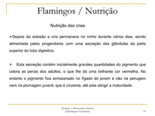 Flamingos / Nutrição Nutrição e Alimentação Animal  Enfermagem Veterinária Nutrição das crias  Depois da eclosão a cria permanece no ninho durante vários dias, sendo alimentada pelos progenitores com uma secreção das glândulas da parte superior do tubo digestivo. Esta secreção contém inicialmente grandes quantidades do pigmento que colora as penas dos adultos, o que lhe dá uma brilhante cor vermelha. No entanto o pigmento fica armazenado no fígado do jovem e não na penugem nem na plumagem juvenil, que é cinzenta, até este atingir a maturidade. 