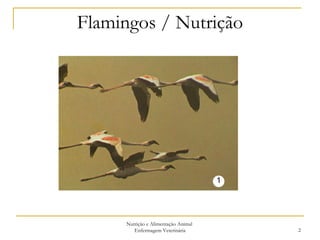 Flamingos / Nutrição Nutrição e Alimentação Animal  Enfermagem Veterinária 1 