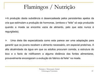 Flamingos / Nutrição Nutrição e Alimentação Animal  Enfermagem Veterinária A produção desta substância é desencadeada pelos persistentes apelos da cria que estimulam a produção de hormonas, (embora o “leite” só seja produzido quando a moela se encontra vazia de alimento, pelo que esta nunca é regurgitada). Uma dieta tão especializada como esta parece ser uma adaptação para garantir que os jovens recebem o alimento necessário, em especial proteínas. A alta alcalinidade da água em que os adultos procuram comida, a estrutura do bico e o facto de nidificarem a alguma distância das fontes alimentares, provavelmente encorajaram a evolução do fabrico do”leite” na moela. 