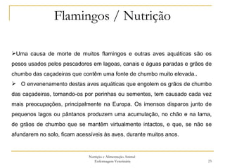 Flamingos / Nutrição Nutrição e Alimentação Animal  Enfermagem Veterinária Uma causa de morte de muitos flamingos e outras aves aquáticas são os pesos usados pelos pescadores em lagoas, canais e águas paradas e grãos de chumbo das caçadeiras que contêm uma fonte de chumbo muito elevada.. O envenenamento destas aves aquáticas que engolem os grãos de chumbo das caçadeiras, tomando-os por perinhas ou sementes, tem causado cada vez mais preocupações, principalmente na Europa. Os imensos disparos junto de pequenos lagos ou pântanos produzem uma acumulação, no chão e na lama, de grãos de chumbo que se mantêm virtualmente intactos, e que, se não se afundarem no solo, ficam acessíveis às aves, durante muitos anos.  