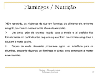 Flamingos / Nutrição Nutrição e Alimentação Animal  Enfermagem Veterinária Em resultado, as hipóteses de que um flamingo, ao alimentar-se, encontre um grão de chumbo nesses locais são muito elevadas. Um único grão de chumbo levado para a moela e aí desfeito fica transformado em partículas tão pequenas que entram na corrente sanguínea e causam a morte da ave. Depois de muita discussão procura-se agora um substituto para os chumbos, enquanto dezenas de flamingos e outras aves continuam a morrer envenenadas. 