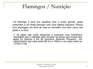 Flamingos / Nutrição Nutrição e Alimentação Animal  Enfermagem Veterinária O flamingo é uma ave aquática com o corpo grande, patas compridas e um longo pescoço com uma cabeça pequena. Possui uma plumagem em tons de rosa ou vermelho vivo bem como nas patas e no bico. As patas são muito pequenas e possuem uma membrana interdigital que é utilizada para revolver as lamas dos fundos dos lagos ou charcos a fim de encontrar alimento. Possuem  um comprimento que varia entre 80 cm a 145cm e um peso entre os 1.9 kg e 3 kg. 