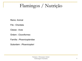 Flamingos / Nutrição Nutrição e Alimentação Animal  Enfermagem Veterinária Reino: Animal Filo : Chordata Classe : Aves Ordem :  Ciconiformes Família :  Phoenicopteridae Subordem :  Phoenicopteri   