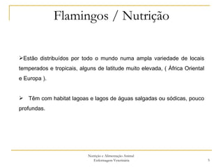 Flamingos / Nutrição Nutrição e Alimentação Animal  Enfermagem Veterinária Estão distribuídos por todo o mundo numa ampla variedade de locais temperados e tropicais, alguns de latitude muito elevada, ( África Oriental e Europa ). Têm com habitat lagoas e lagos de águas salgadas ou sódicas, pouco profundas.  