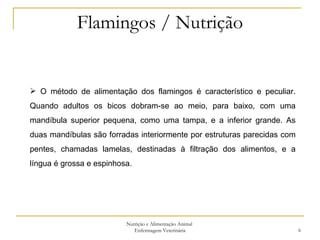 Flamingos / Nutrição Nutrição e Alimentação Animal  Enfermagem Veterinária O método de alimentação dos flamingos é característico e peculiar. Quando adultos os bicos dobram-se ao meio, para baixo, com uma mandíbula superior pequena, como uma tampa, e a inferior grande. As duas mandíbulas são forradas interiormente por estruturas parecidas com pentes, chamadas lamelas, destinadas à filtração dos alimentos, e a língua é grossa e espinhosa.  