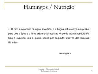 Flamingos / Nutrição Nutrição e Alimentação Animal  Enfermagem Veterinária O bico é colocado na água, invertido, e a língua actua como um pistão para que a água e a lama sejam aspiradas ao longo de toda a abertura do bico e expelida três a quatro vezes por segundo, através das lamelas filtrantes  Ver imagem 2 