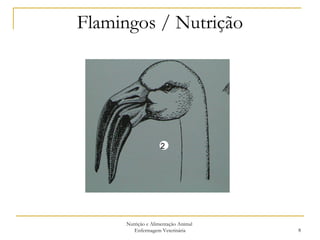 Flamingos / Nutrição Nutrição e Alimentação Animal  Enfermagem Veterinária 2 
