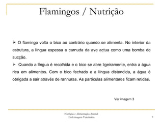 Flamingos / Nutrição Nutrição e Alimentação Animal  Enfermagem Veterinária O flamingo volta o bico ao contrário quando se alimenta. No interior da estrutura, a língua espessa e carnuda da ave actua como uma bomba de sucção.  Quando a língua é recolhida e o bico se abre ligeiramente, entra a água rica em alimentos. Com o bico fechado e a língua distendida, a água é obrigada a sair através de ranhuras. As partículas alimentares ficam retidas. Ver imagem 3 