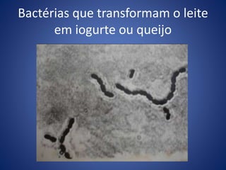 Bactérias que transformam o leite
em iogurte ou queijo
 