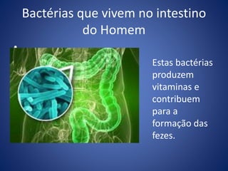 Bactérias que vivem no intestino
do Homem
•
Estas bactérias
produzem
vitaminas e
contribuem
para a
formação das
fezes.
 