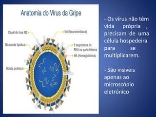 - Os vírus não têm
vida própria ,
precisam de uma
célula hospedeira
para se
multiplicarem.
- São visíveis
apenas ao
microscópio
eletrónico
 