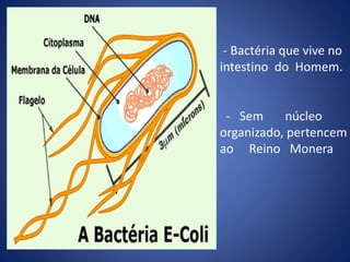 - Sem núcleo
organizado, pertencem
ao Reino Monera
- Bactéria que vive no
intestino do Homem.
 