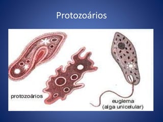 Protozoários
 