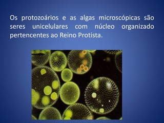 Os protozoários e as algas microscópicas são
seres unicelulares com núcleo organizado
pertencentes ao Reino Protista.
 