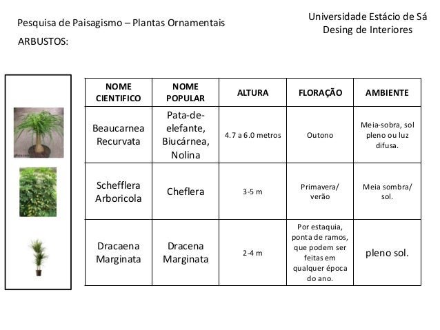 Plantas para oficinas