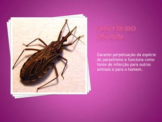 Garante perpetuação da espécie
do parasitismo e funciona como
fonte de infecção para outros
animais e para o homem.
 