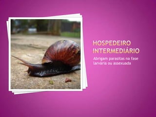 Abrigam parasitas na fase
larvária ou assexuada
 