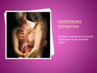Abrigam os parasitas em fase de
maturidade ou de atividade
sexual.
 