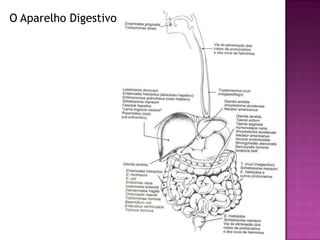 O Aparelho Digestivo
 