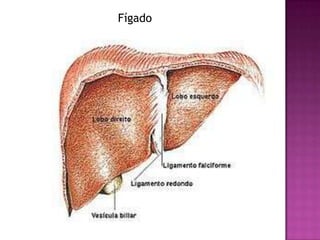 Fígado
 