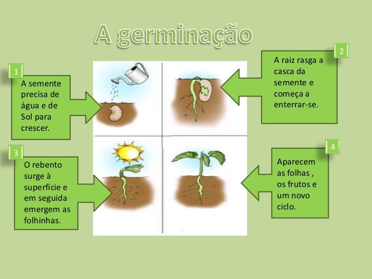 Trabalho Plantas