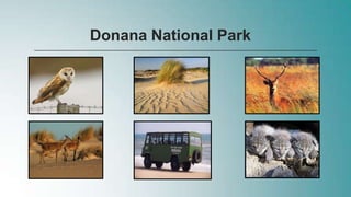 Donana National Park
 