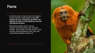 Fauna
• Da mesma maneira, a fauna é muito rica. Segundo
estudos realizados, a Mata Atlântica abriga 849
espécies de aves, 370 espécies de anfíbios, 200
espécies de répteis, 270 de mamíferos e cerca de
350 espécies de peixes.
• Muito desses animais correm o risco de
extinção: mico-leão-dourado, bugio, tamanduá-
bandeira, veado, gambá, cutia, tatu-canastra, mono-
carvoeiro, arara-azul-pequena, lontra, quati, anta,
onça-pintada, jaguatirica, capivara, etc.
 