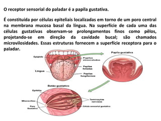 O receptor sensorial do paladar é a papila gustativa.
É constituída por células epiteliais localizadas em torno de um poro central
na membrana mucosa basal da língua. Na superfície de cada uma das
células gustativas observam-se prolongamentos finos como pêlos,
projetando-se em direção da cavidade bucal; são chamados
microvilosidades. Essas estruturas fornecem a superfície receptora para o
paladar.
 