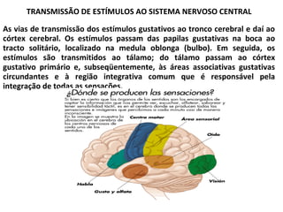 TRANSMISSÃO DE ESTÍMULOS AO SISTEMA NERVOSO CENTRAL
As vias de transmissão dos estímulos gustativos ao tronco cerebral e daí ao
córtex cerebral. Os estímulos passam das papilas gustativas na boca ao
tracto solitário, localizado na medula oblonga (bulbo). Em seguida, os
estímulos são transmitidos ao tálamo; do tálamo passam ao córtex
gustativo primário e, subseqüentemente, às áreas associativas gustativas
circundantes e à região integrativa comum que é responsável pela
integração de todas as sensações.
 