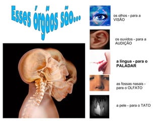 os olhos - para a
VISÃO
os ouvidos - para a
AUDIÇÃO
a língua - para o
PALADAR
as fossas nasais -
para o OLFATO
a pele - para o TATO
 