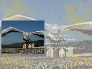  Categoria: Natureza
 Autor: Thomas P. Peschak
 País: Africa do Sul
 Prémio: 1º Prémio Singular 2011
 