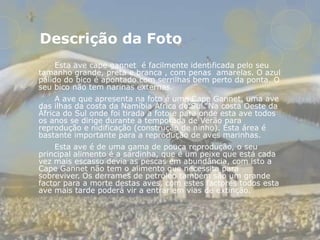 Descrição da Foto
     Esta ave cape gannet é facilmente identificada pelo seu
tamanho grande, preta e branca , com penas amarelas. O azul
pálido do bico é apontado com serrilhas bem perto da ponta. O
seu bico não tem narinas externas.
     A ave que apresenta na foto é uma Cape Gannet, uma ave
das ilhas da costa da Namíbia África do Sul. Na costa Oeste da
África do Sul onde foi tirada a foto e para onde esta ave todos
os anos se dirige durante a temporada de Verão para
reprodução e nidificação (construção de ninho). Esta área é
bastante importante para a reprodução de aves marinhas.
    Esta ave é de uma gama de pouca reprodução, o seu
principal alimento é a sardinha, que é um peixe que está cada
vez mais escasso devia as pescas em abundância, com isto a
Cape Gannet não tem o alimento que necessita para
sobreviver. Os derrames de petróleo também são um grande
factor para a morte destas aves, com estes factores todos esta
ave mais tarde poderá vir a entrar em vias de extinção.
 