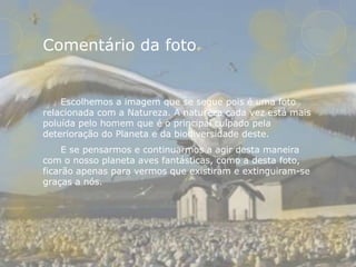 Comentário da foto


    Escolhemos a imagem que se segue pois é uma foto
relacionada com a Natureza. A natureza cada vez está mais
poluída pelo homem que é o principal culpado pela
deterioração do Planeta e da biodiversidade deste.
     E se pensarmos e continuarmos a agir desta maneira
com o nosso planeta aves fantásticas, como a desta foto,
ficarão apenas para vermos que existiram e extinguiram-se
graças a nós.
 