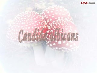 Candida albicans 
