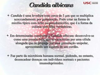 Candida albicans Candida  é uma levedura com cerca de 5 µm que se multiplica assexuadamente por germinação. Pode estar na forma de micélio típico com hifas ou pseudomicélio, que é a forma da colônia sem hifas verdadeiras. Em determinadas condições a  Candida albicans  desenvolve-se como uma pseudo-hifa, que se caracteriza por uma célula alongada que se propaga por uma gemulação unipolar, apresentando um aspecto de um cordão. Faz parte da microbiota humana normal, podendo, no entanto, desencadear doenças em indivíduos normais e pacientes imunodeprimidos.  